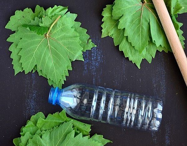 Yaprak Pet Şişede Nasıl Saklanır 1 yaprak-pet-sisede-nasil-saklanir